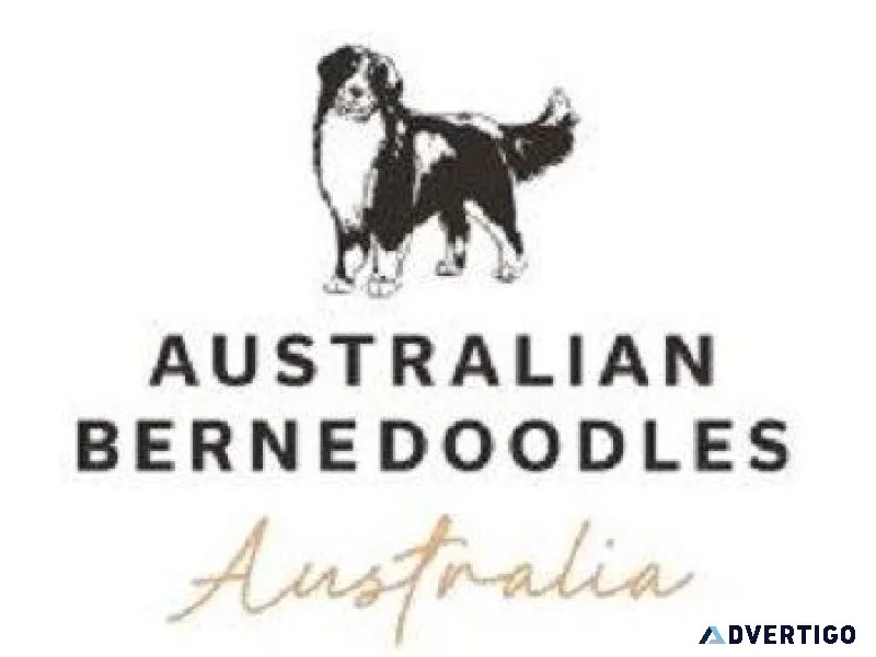 bernedoodle puppies