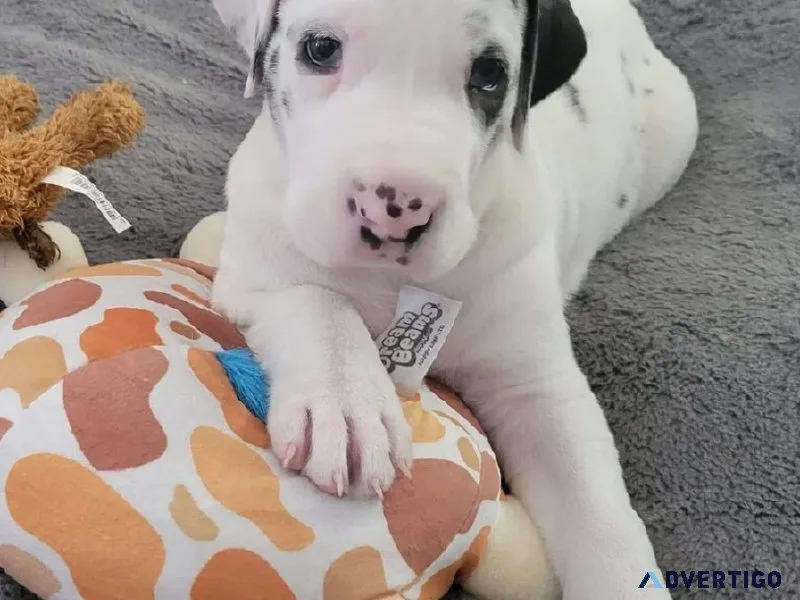 Greatdane puppies