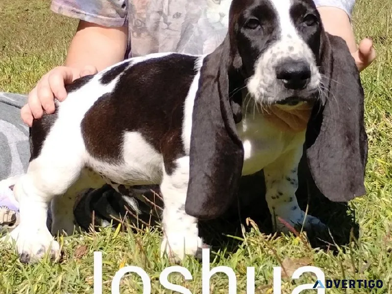 Basset Hound AKC