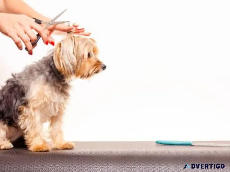 Choose Professional Dog Grooming Services In El Paso
