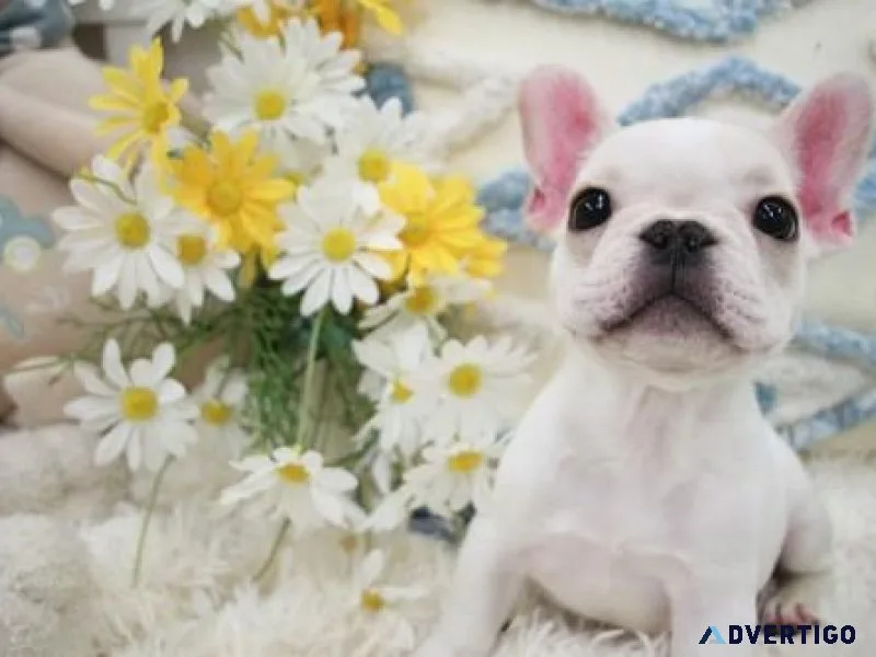 Adorable French Bulldog puppies ready