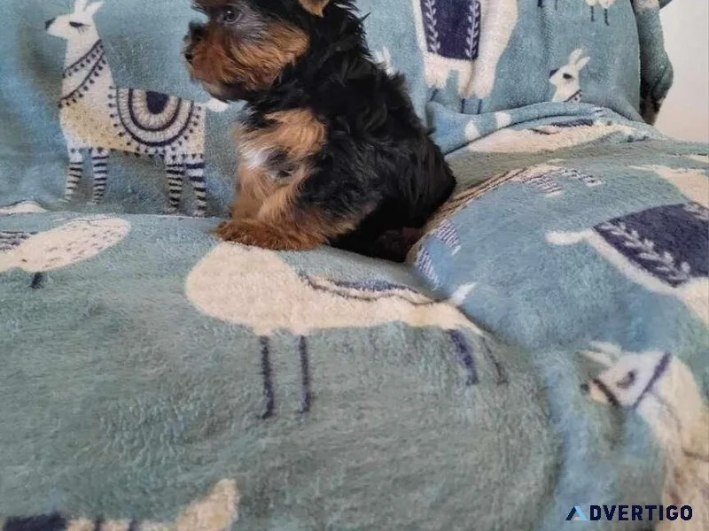 Akc Yorkies For Sale
