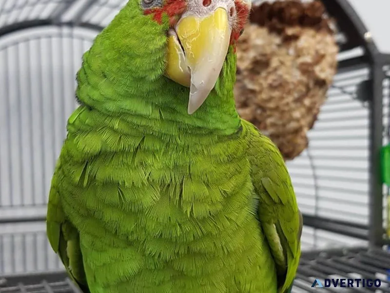 White Fronted Amazon Parrot