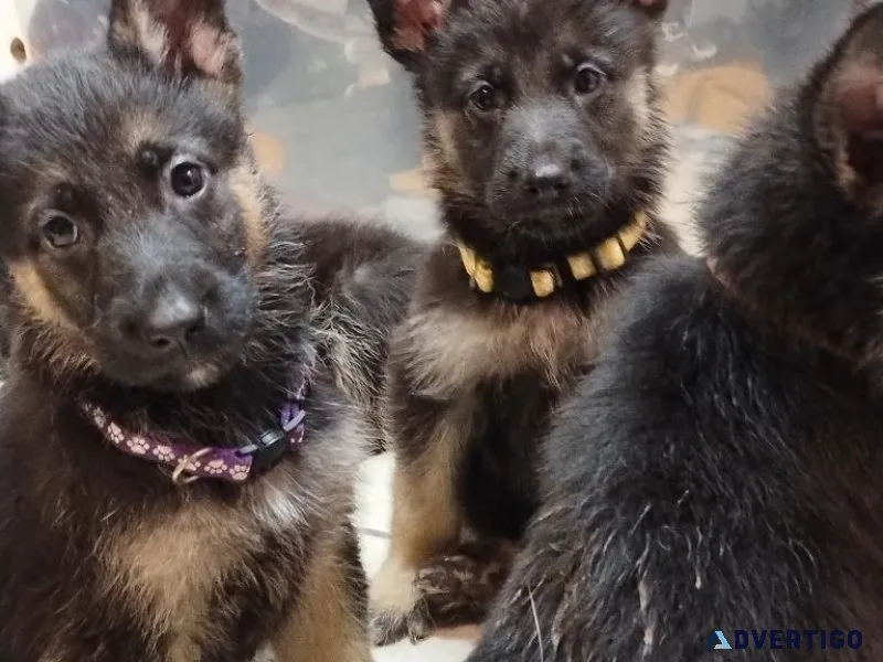 Full-blooded German shepherd