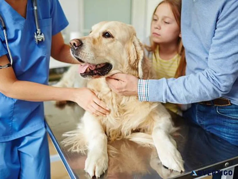 Noida s Best Compassionate Care Veterinary Clinic