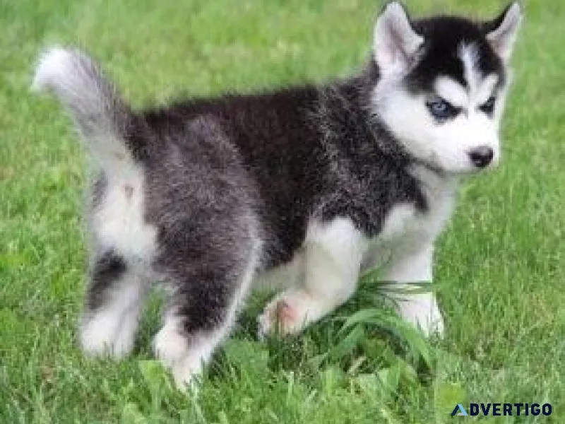 German Shepherd K.c Registered Puppies