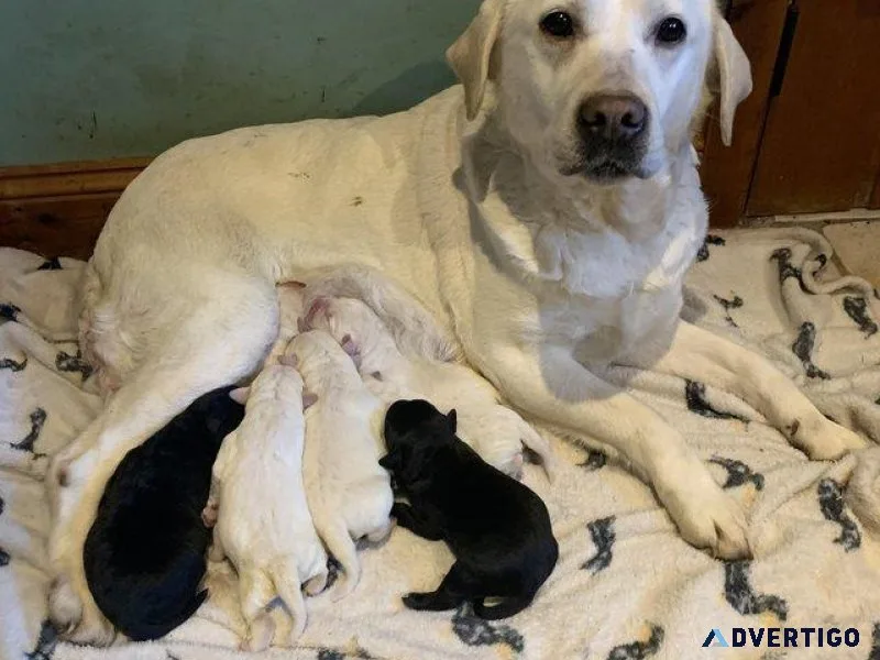 Outstanding Quality Labrador puppies
