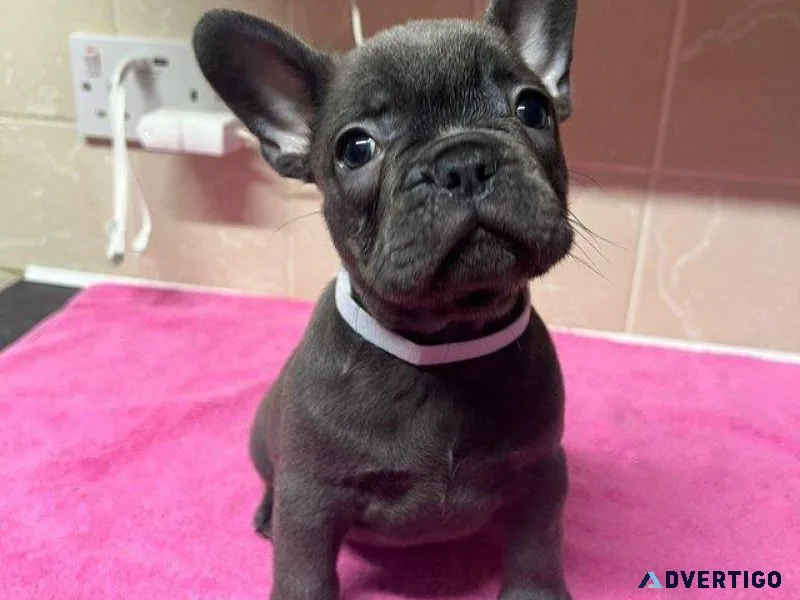 French bulldog pups ready now