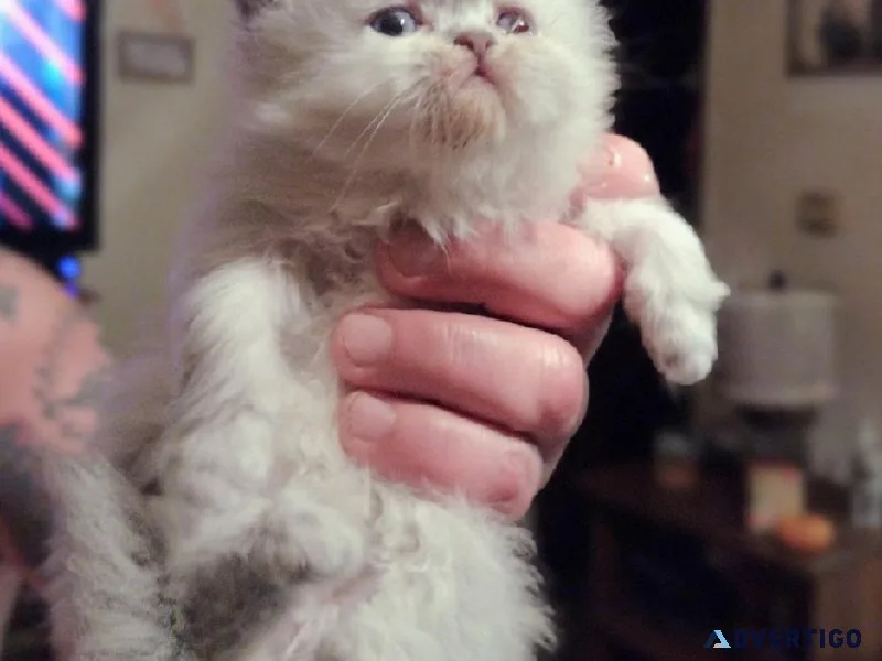 Gorgeous Kitties