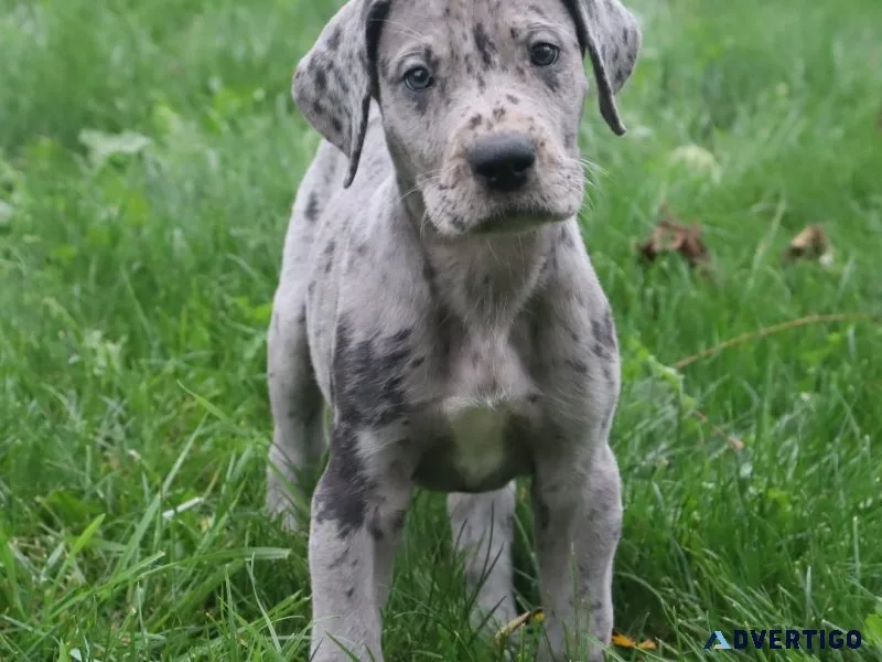 Maggie Female Great Dane