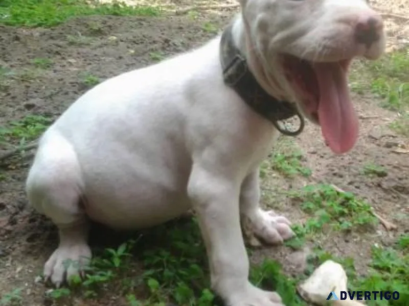 Buy Full breed Pitbull Dog