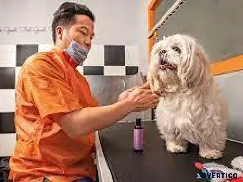 Top Veterinary Clinic in Sector 137 Noida  Vet Land Pet Clinic