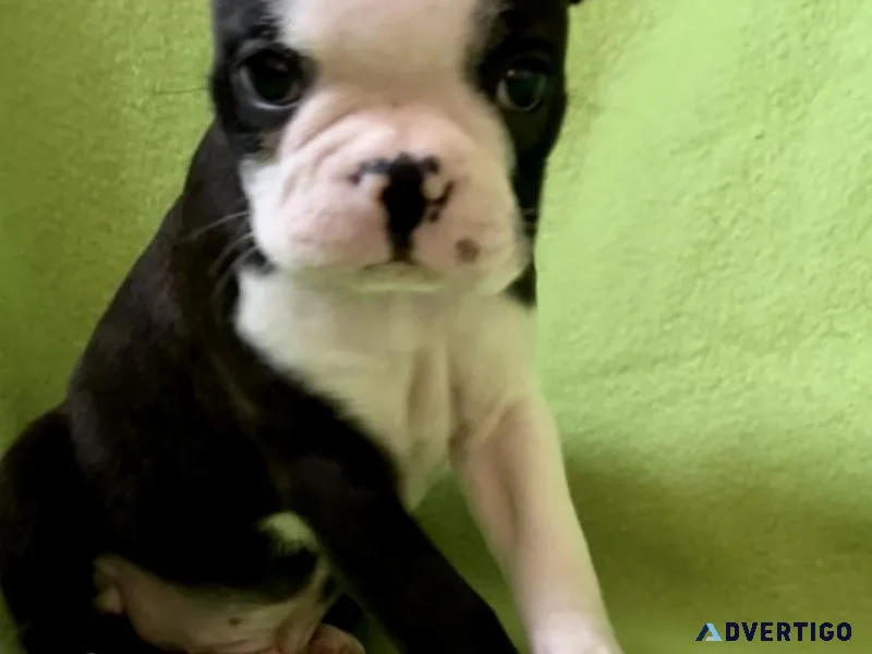 Boston terrier puppy