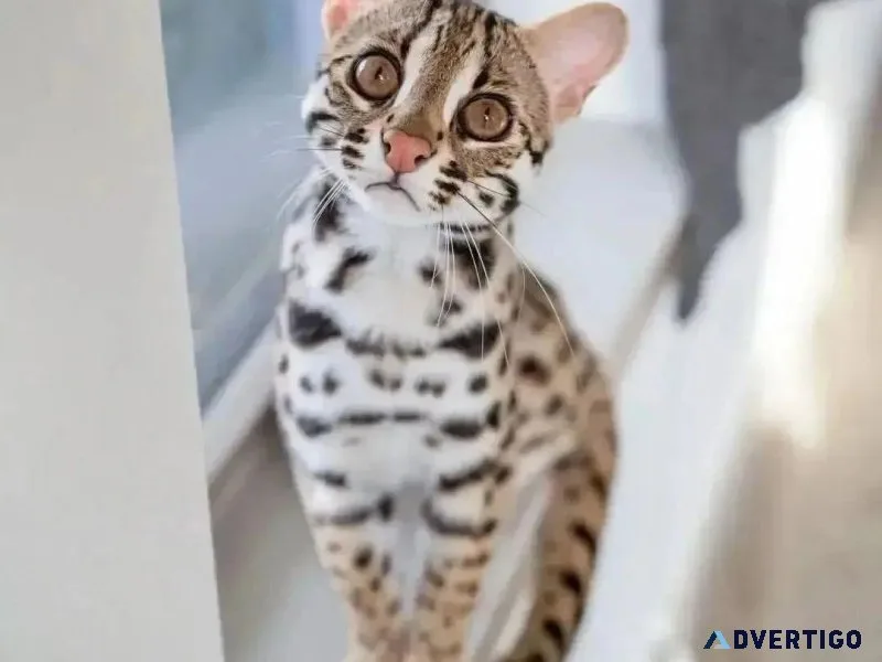 MD Bengal kittens for sale