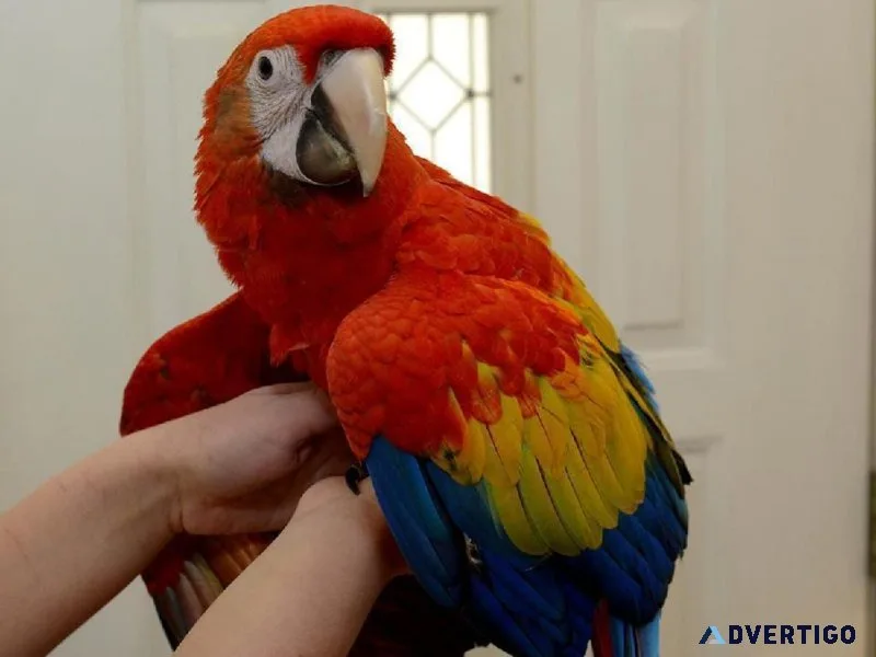 Beloved pair boy and girl Scarlet Macaws.