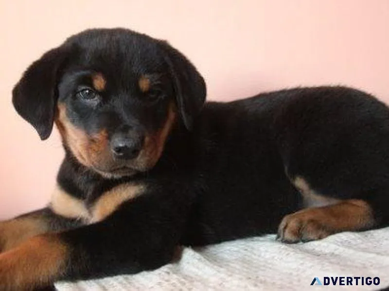 moral expert German rottweiler puppies for Sale