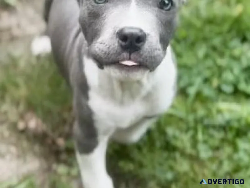 Home raised American Pit Bull Terrier puppies ready