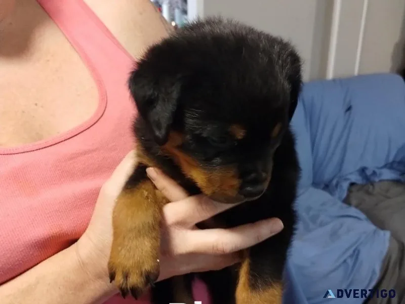 Rottweiler puppies