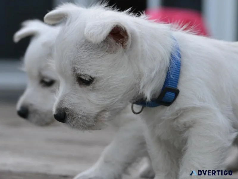 Westie Puppy - West Highland White Terrier