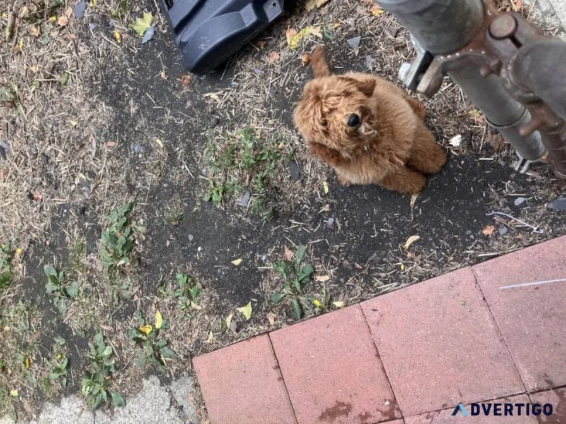 Mini labradoodle