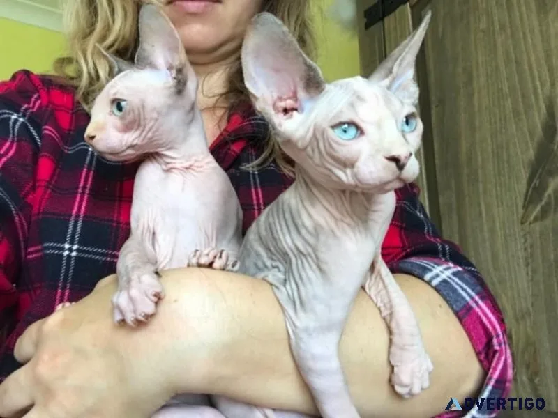Sphynx Kittens Available.
