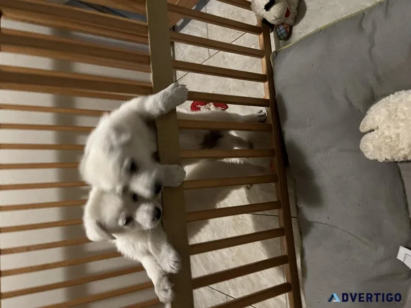White German shepherd puppies