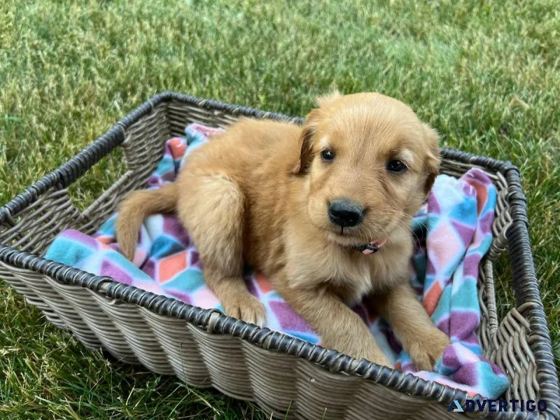 bjo8 golden Retriever Puppies