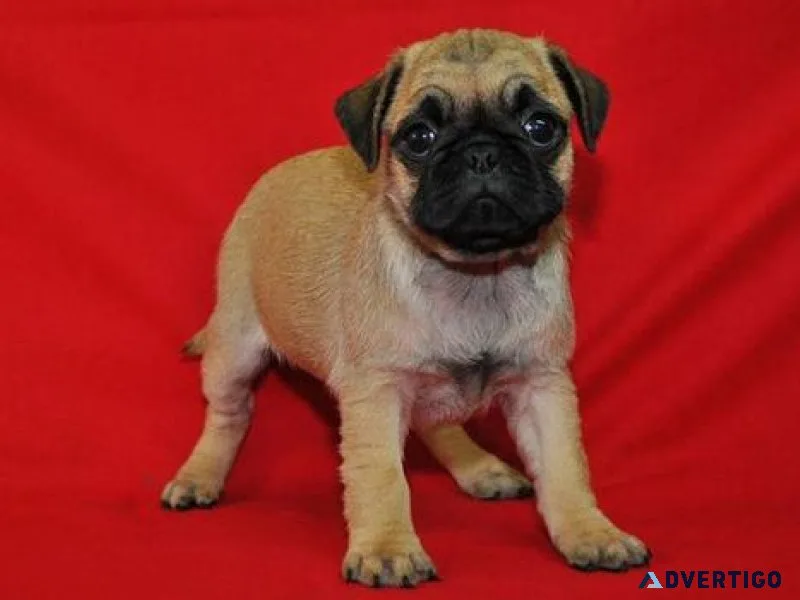 AKC Pug puppies ready for their new homes