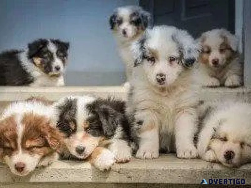 Puppies And Biting - Vet Clinic in York PA