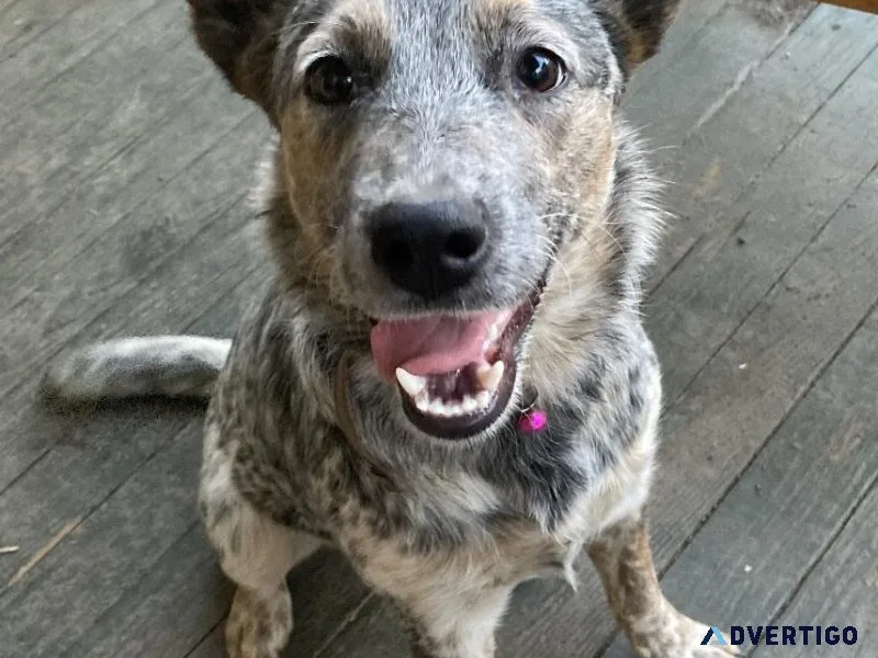 Rehoming blue heeler