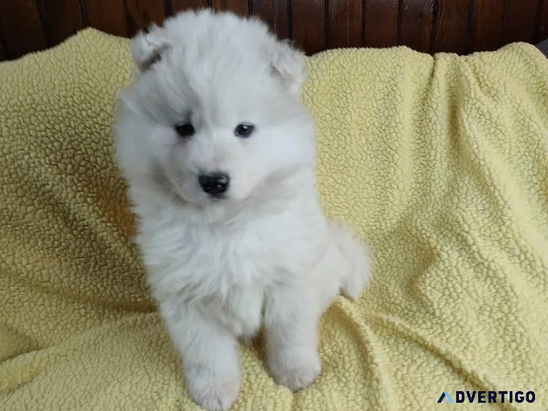Playful  Samoyed puppies