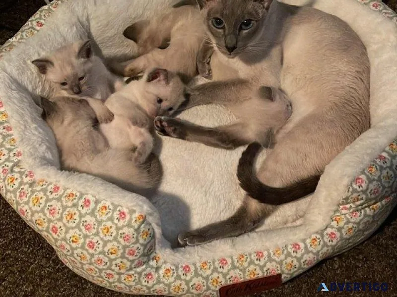 Beautiful Siamese kitties for sale