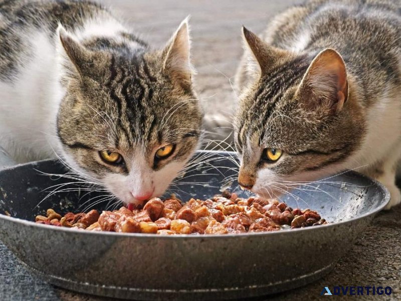 Buy Online Pet Food 2023 with the Best Prices - Pawrulz