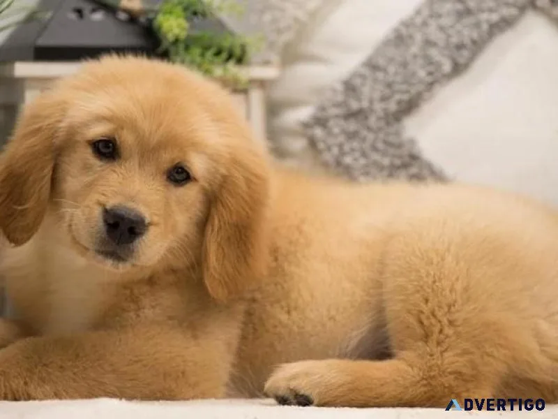 Sjhs Golden retriever puppies for sale
