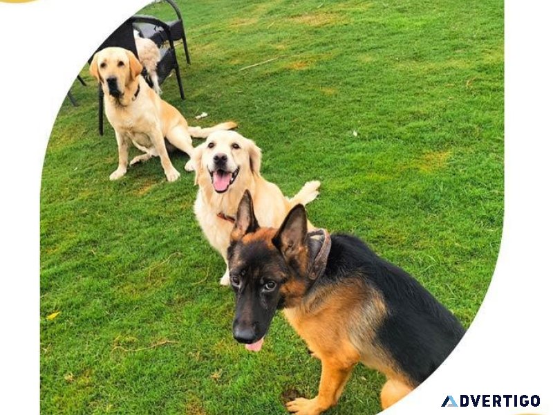 Best Dog boarding in Gurgaon