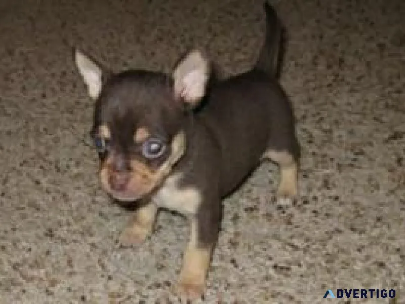 Adorable male and female Chihuahua puppies