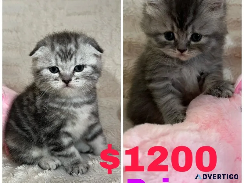 Scottish and British kittens available in Brooklyn