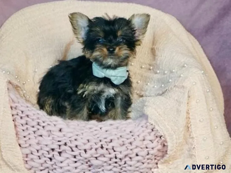 Adorable Morkie puppies Available.