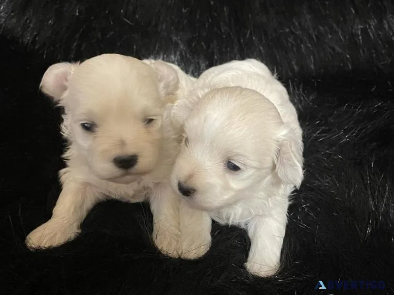 Malti-Poo Puppies