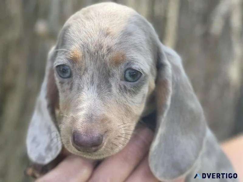 Dachshund puppies for sale READY