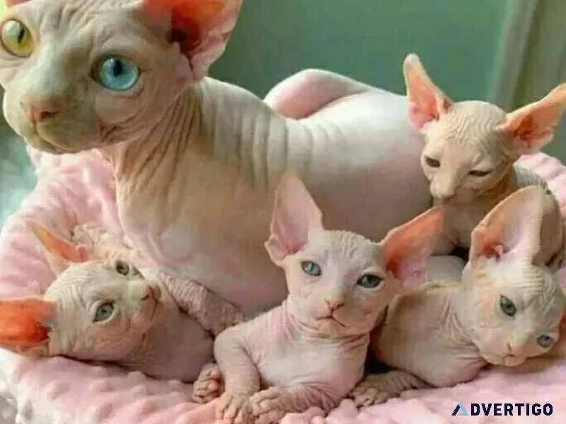 Beautiful Sphynx kittens for sale
