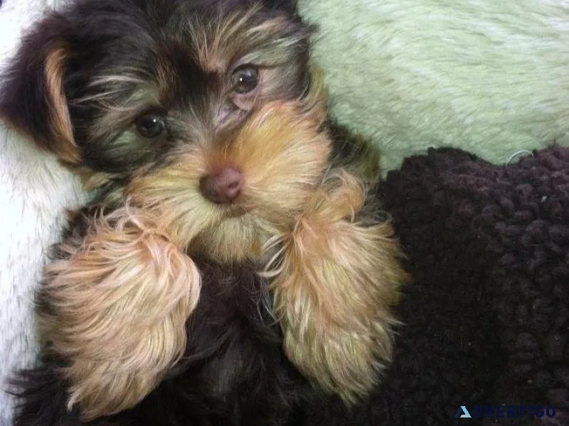 Perfectly Precious YorkiePoos