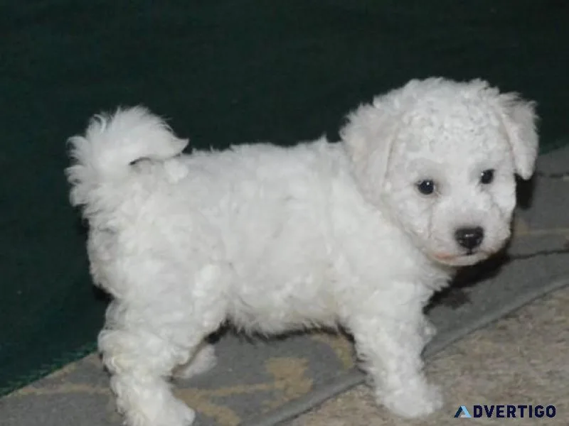 Very Cute Bichon Frise Puppies