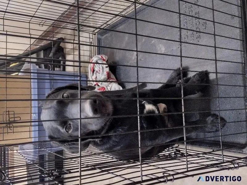 5 month old lab free to good home.