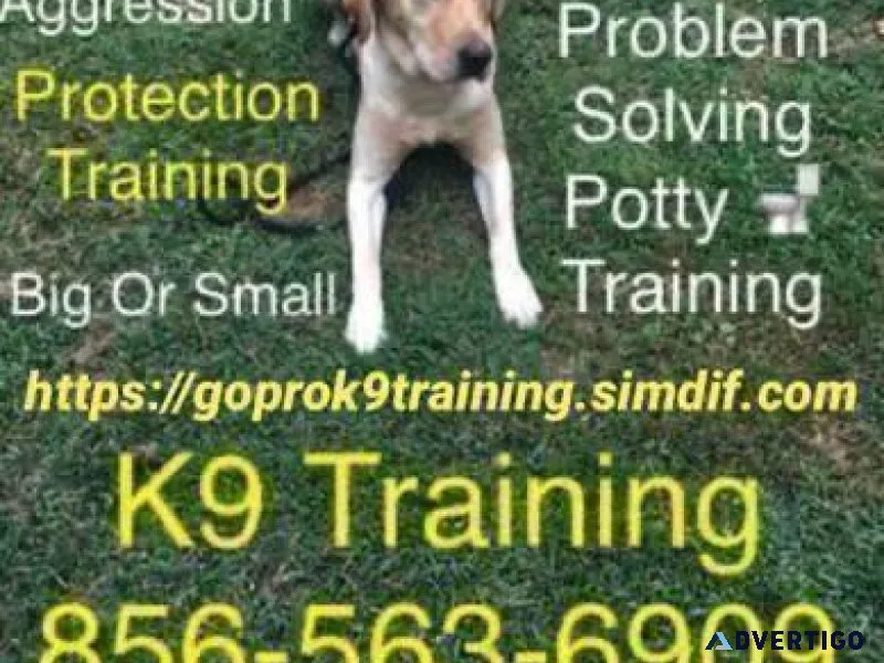 Canine 63 training off leash