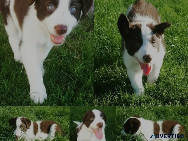 Border Collie Puppies