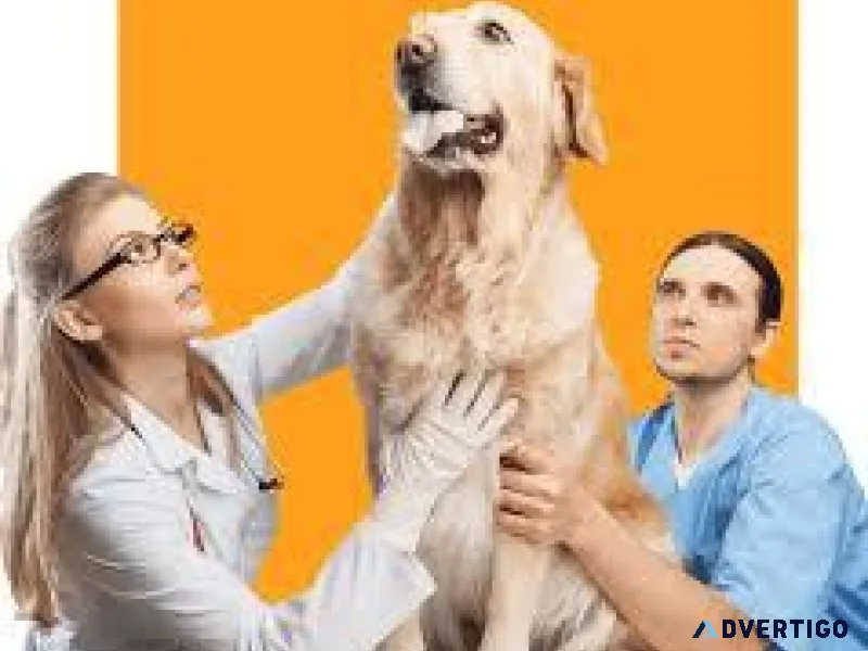 Top-Rated Veterinary Doctor in Noida  Vet Land Pet Clinic