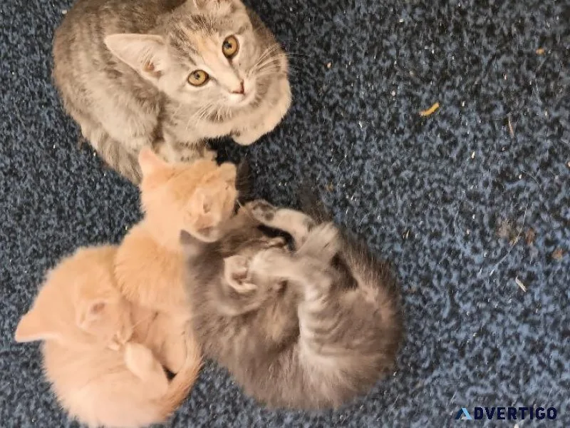 Free Orange and Cream colored cats and kittens