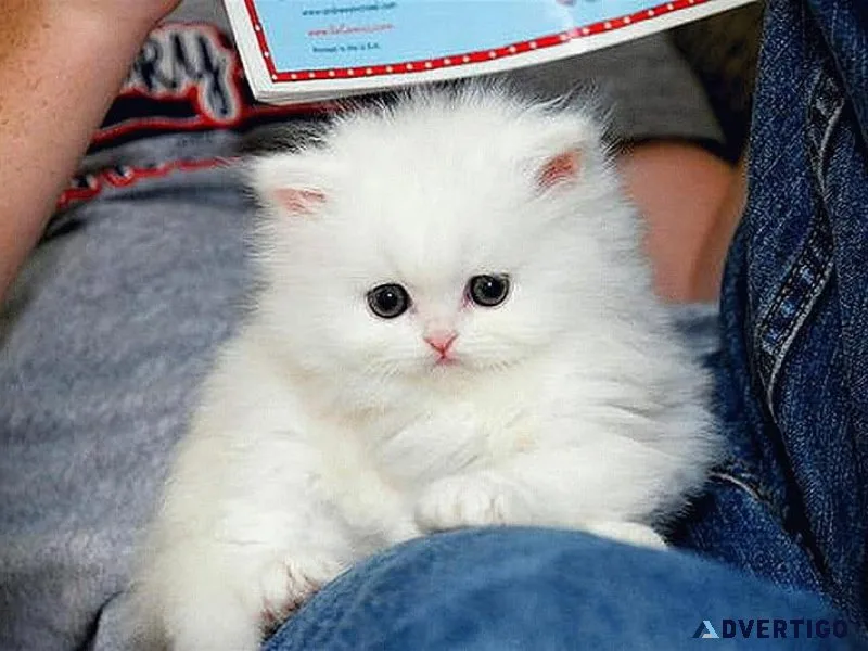 Male persian kitten