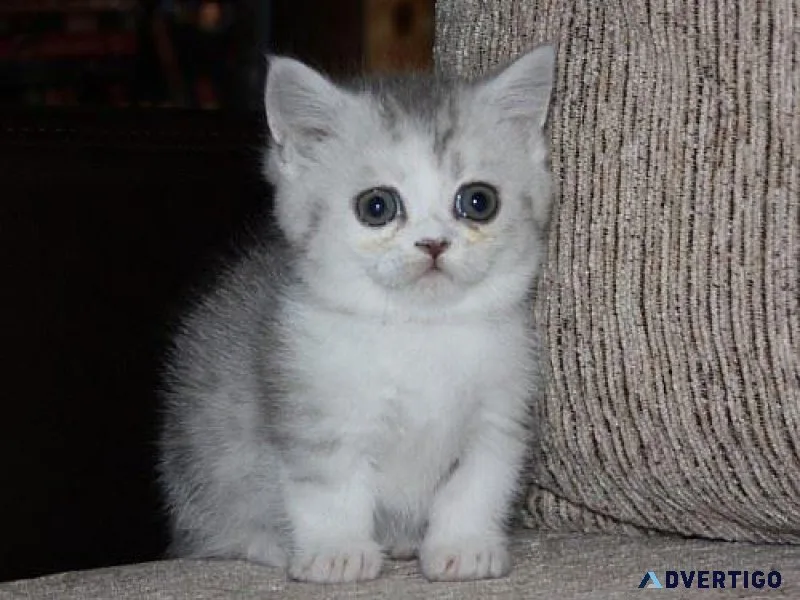 Munchkin Kittens